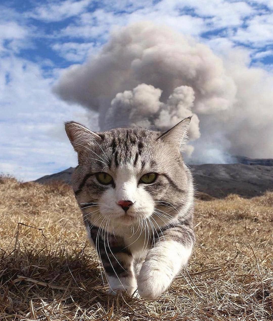 Cat and explosion - Cat walking away from explosion or eruption