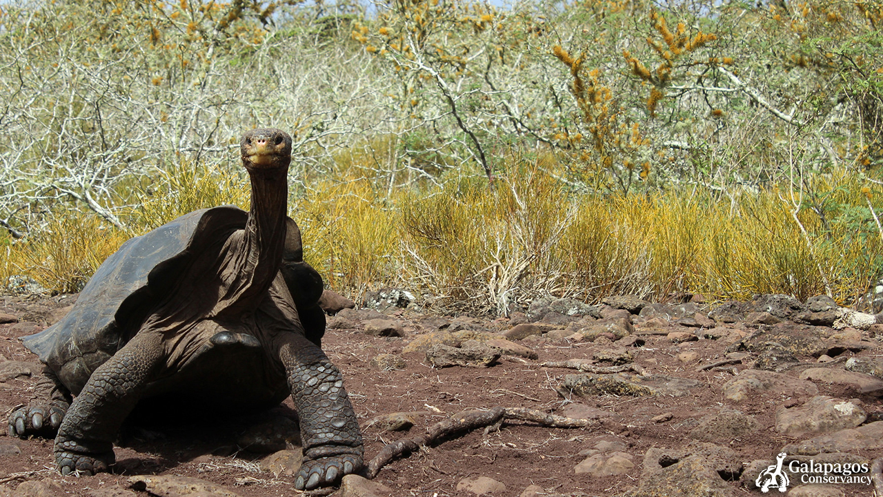 Galapagos 2 - Pinzon Tortoise