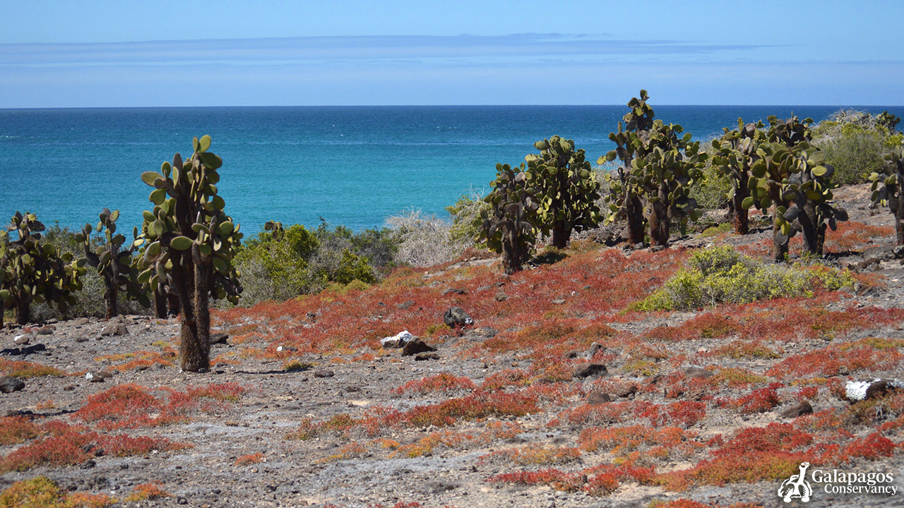 Galapagos 3 - South Plazas Island