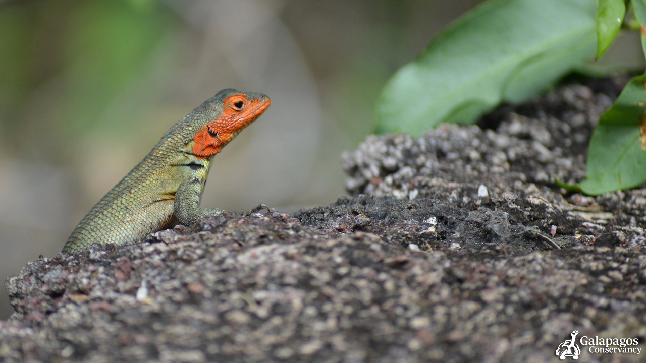 Galapagos 4 - Lava Lizard