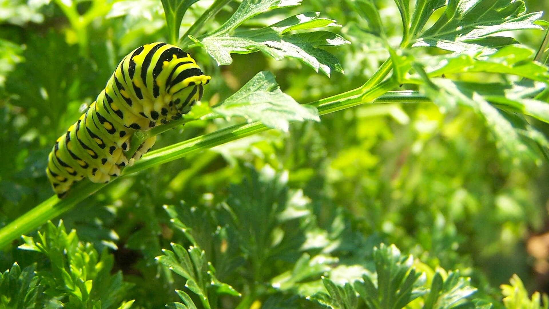 Smithsonian Gardens 3 - Black Swallowtail Caterpillar on Parsley in the Pollinator Garden