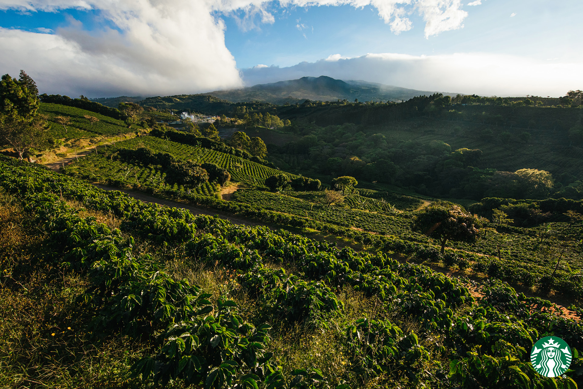 Starbucks 3 - Hacienda Alsacia in Costa Rica