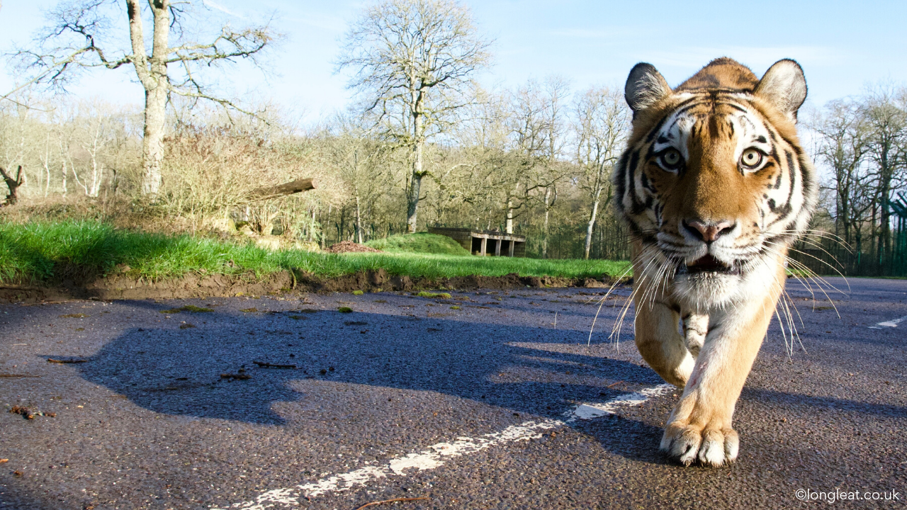 Tiger - Tiger prowling