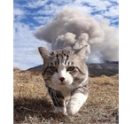 Cat and explosion - Cat walking away from explosion or eruption