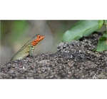 Galapagos 4 - Lava Lizard