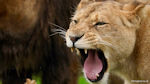 Lioness 2 - Lioness growling