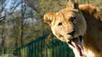 Lionne - Lionne avec la langue sortie au zoo de Longleat