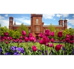 Smithsonian Gardens 1 - Spring Flowers Blooming on the Parterre in the Enid A. Haupt Garden