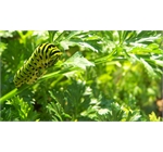 Smithsonian Gardens 3 - Black Swallowtail Caterpillar on Parsley in the Pollinator Garden