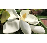 Smithsonian Gardens 6 - Southern Magnolia (Magnolia grandiflora)
